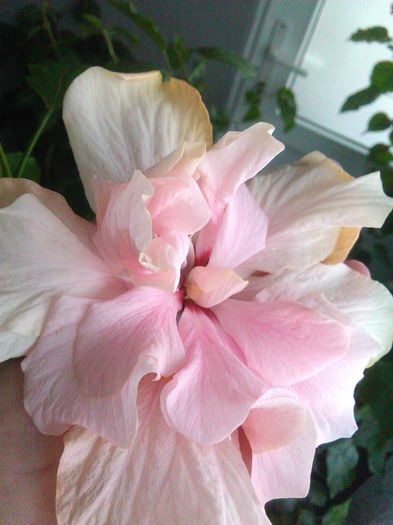 IMG_20160507_154715 - Hibiscus Classic Pink