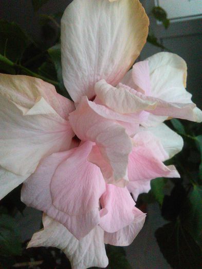 IMG_20160507_154655 - Hibiscus Classic Pink