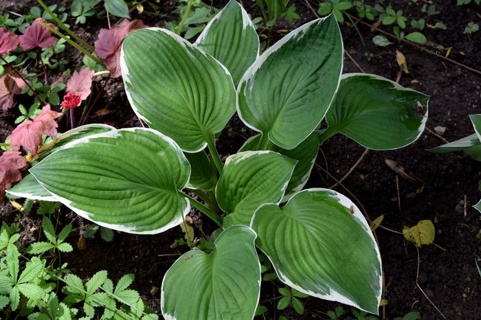 Hosta France - 2016 Plantele mele