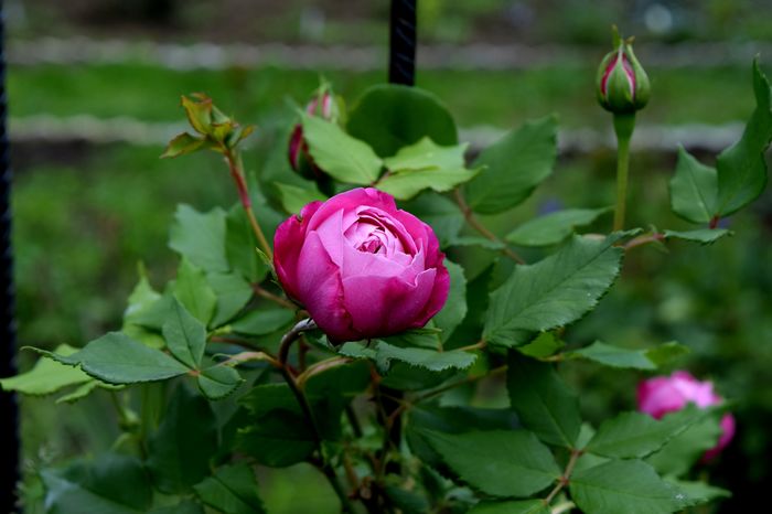 La Reine Victoria - 2016 Plantele mele