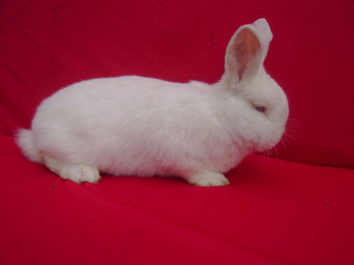 Masc A1 (RO350)-5,5 Luni - Iazu - IL