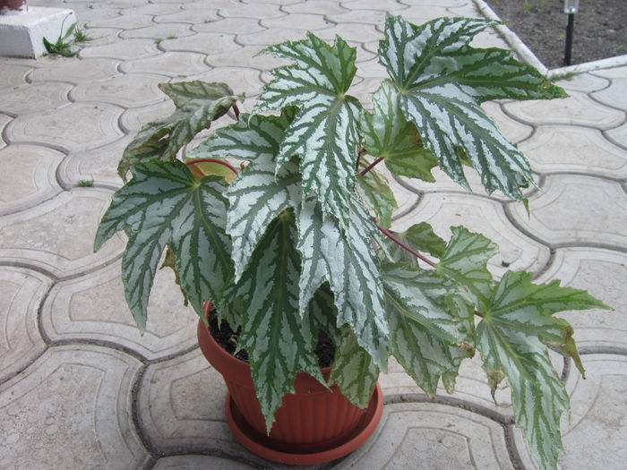 Begonia Garden Angel Blush - Begonia