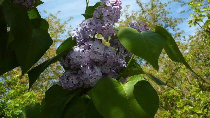 P1150008 - primavara 2016