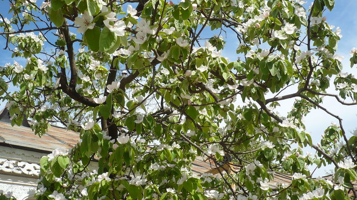 P1150010 - primavara 2016