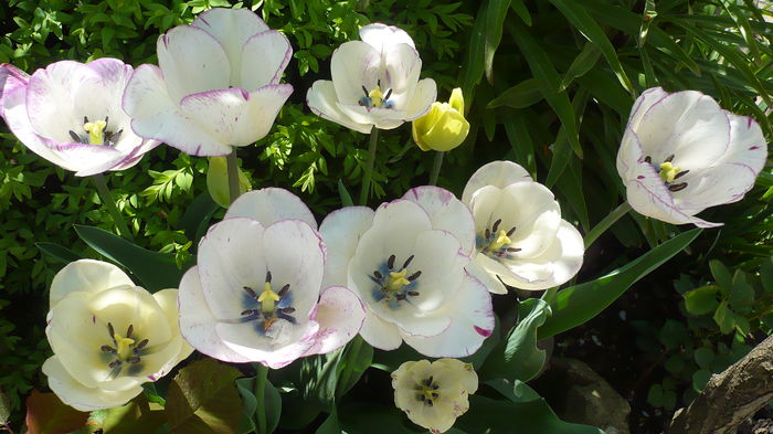 P1150011 - primavara 2016