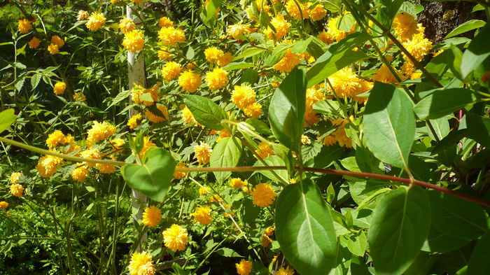 P1150012 - primavara 2016