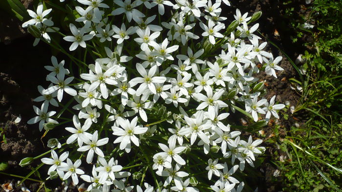 P1150013 - primavara 2016