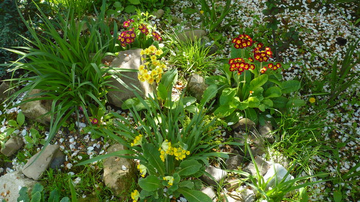 P1150016 - primavara 2016