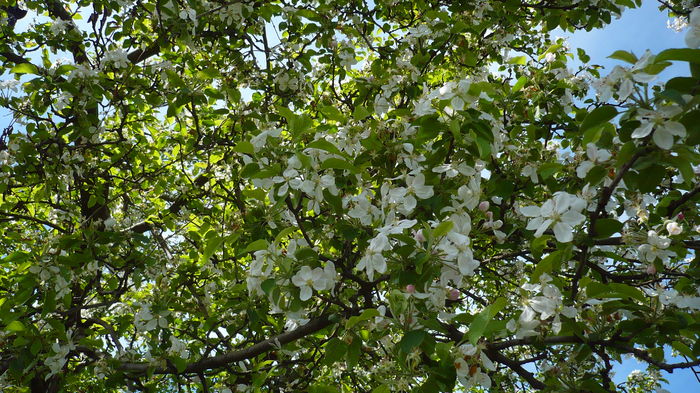 P1150017 - primavara 2016