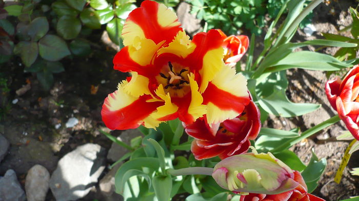 P1150021 - primavara 2016