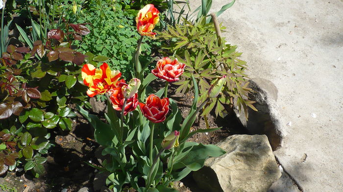 P1150022 - primavara 2016