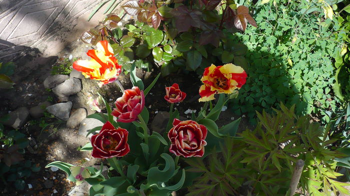 P1150023 - primavara 2016