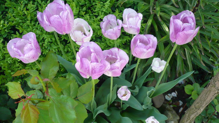 P1150028 - primavara 2016