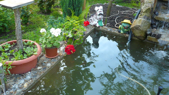 P1150029 - primavara 2016