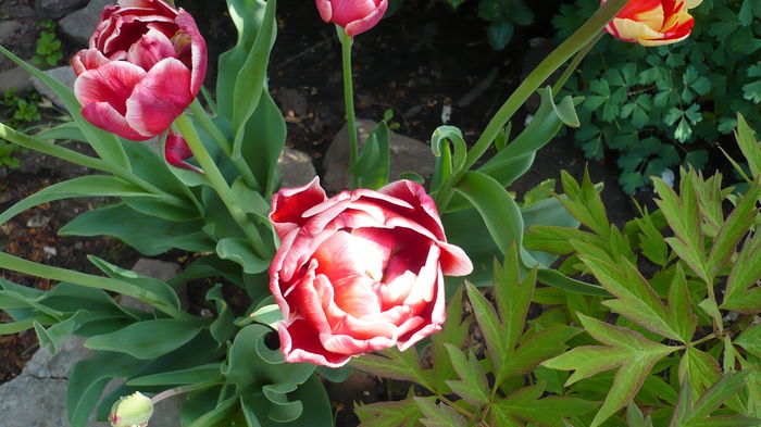 P1150032 - primavara 2016