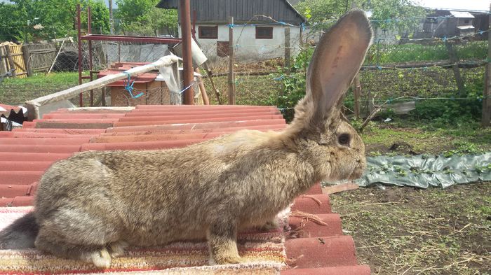 20160508_142305; Mascul 4 luni
