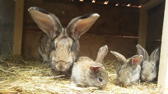 20160508_143740; Pui din 14.04.2016
