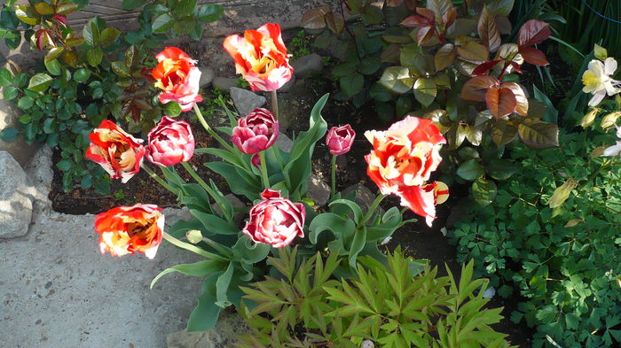 P1150034 - primavara 2016