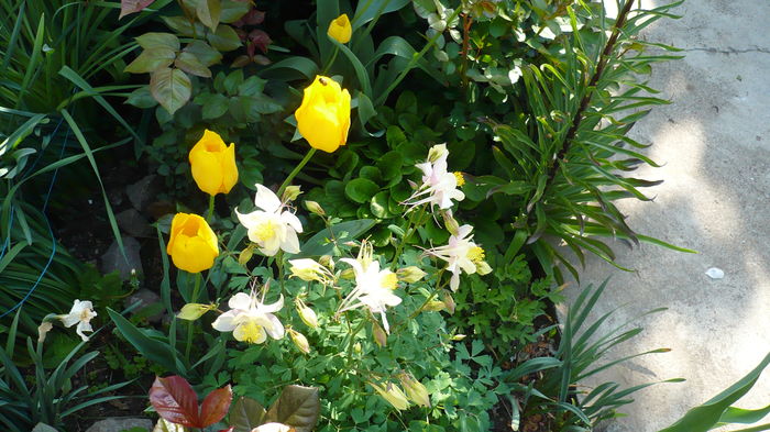 P1150035 - primavara 2016