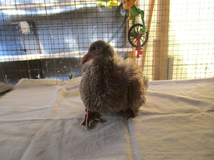 din per 10 - inel A 0208