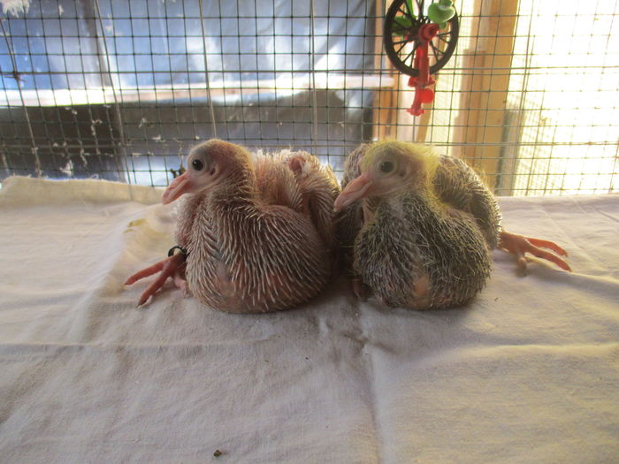 pui din per 2-inele A0286si A 0287- stanga M, dreapta F