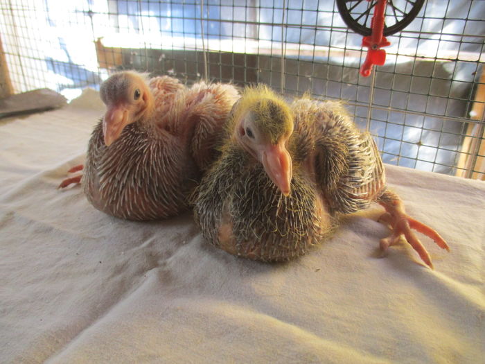 pui din per 2-inele A0286si A 0287- stanga M, dreapta F