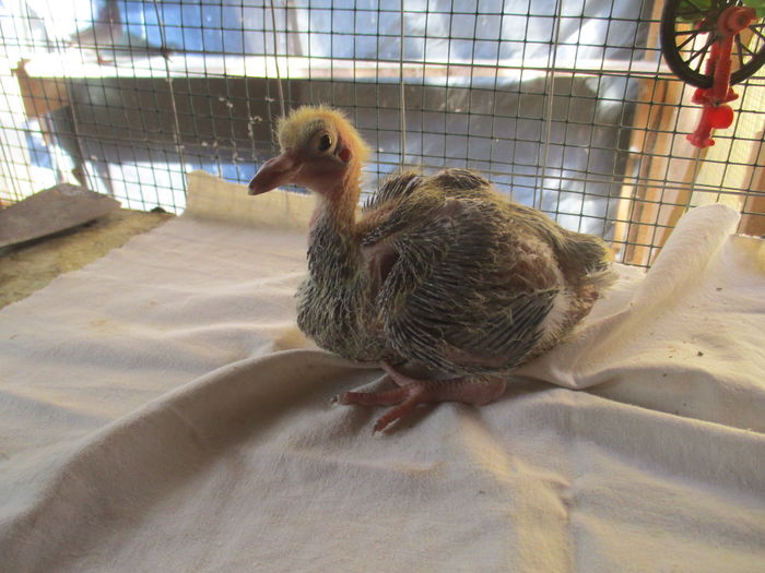 pui din per. 3 - F - inel A 0275