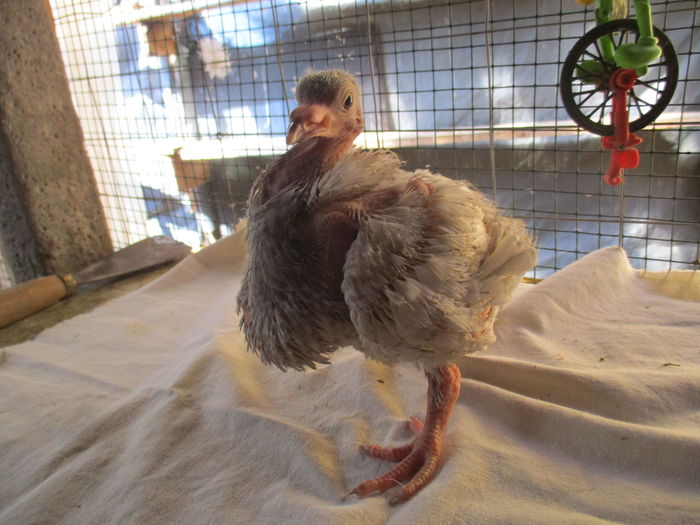 pui din per.10- inel A 0208