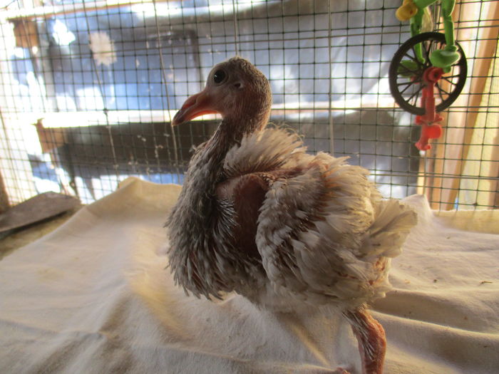 pui din per.10- inel A 0208