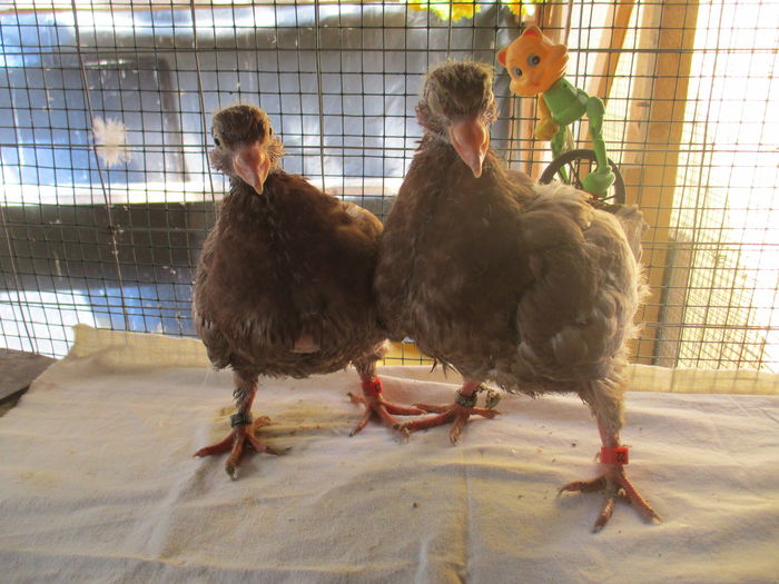 pui din per 9 - F - A 0228 si A 0229