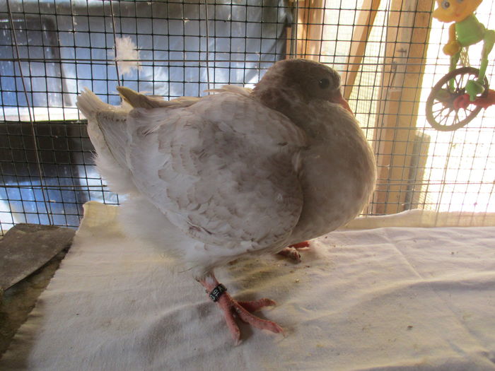 pui din per 8 - inel A 0218