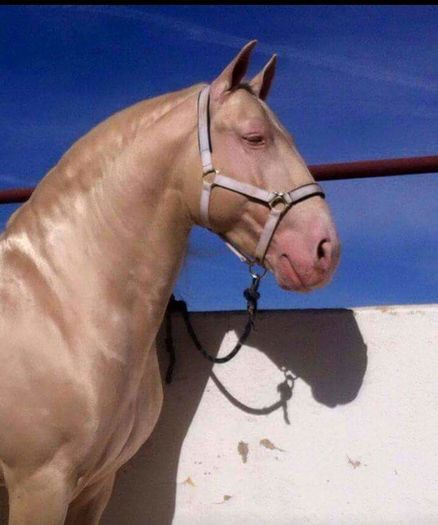 FB_IMG_1462653337624 - C Pentru cei care le plac aceste animale