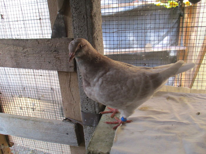 pui din per 7 - F - inel A 0300