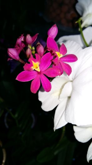 20160427_190330 - Epidendrum