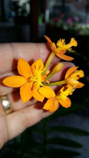 20160508_151034 - Epidendrum