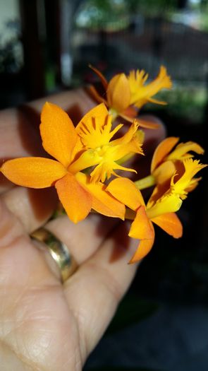 20160508_151149 - Epidendrum