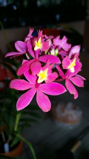 20160508_151241 - Epidendrum