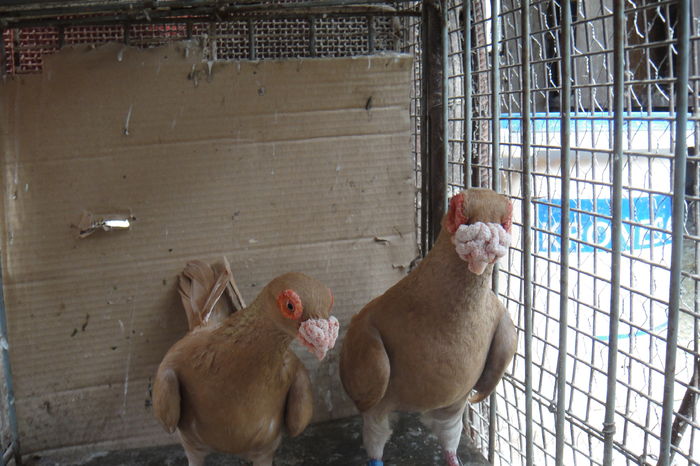 F 2011/ M 2012 - Indian german 2016