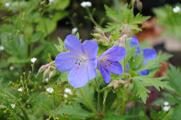 geranium johnsons-blue - 2016 plantele mele II