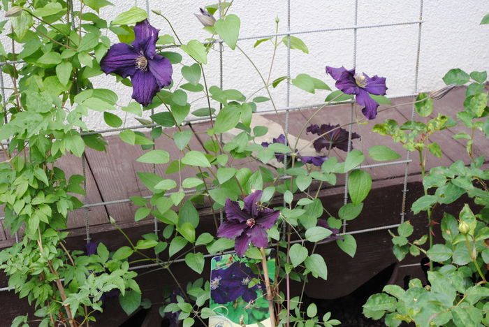 clematis Rasputin - 2016 plantele mele II