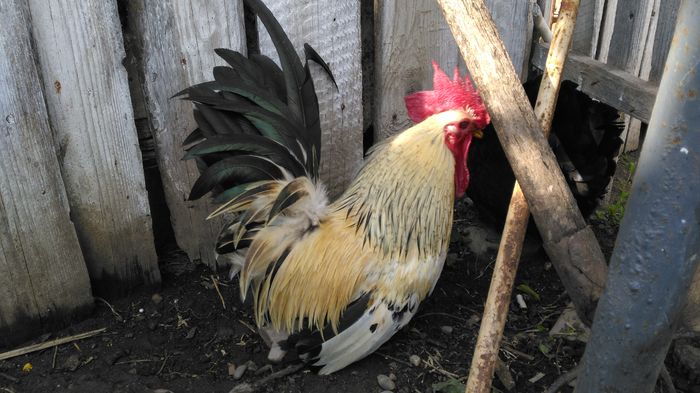 IMG_20160508_163021; CHABO japoneza
