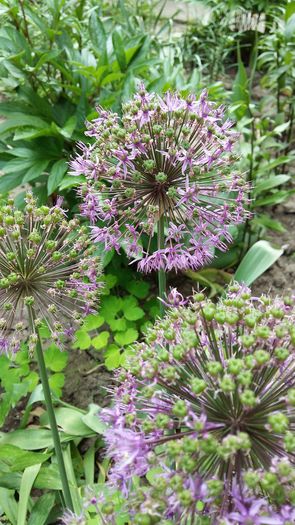 20160508_150220 - 1Gradina mea-2016