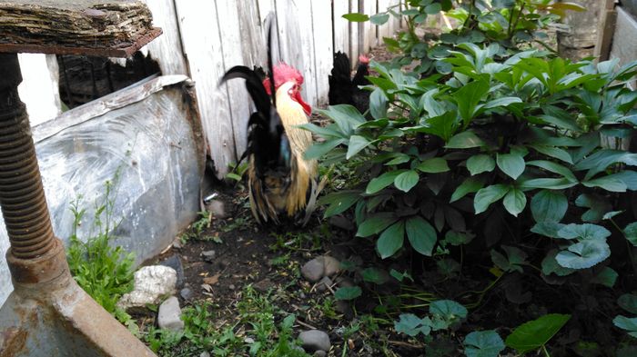 IMG_20160508_162944; CHABO japoneza
