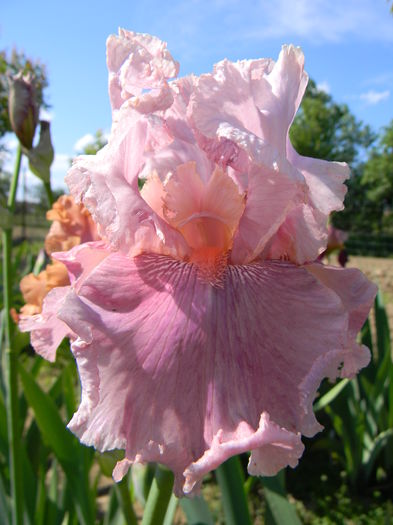 Okapy poppy - xx Colectie irisi