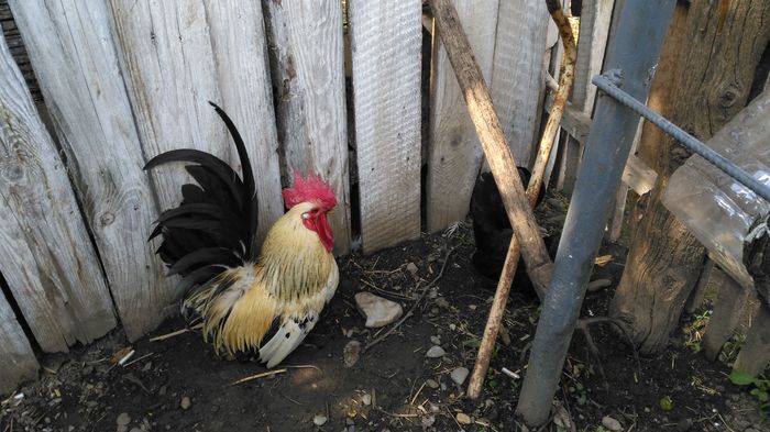 IMG_20160508_163017; CHABO japoneza
