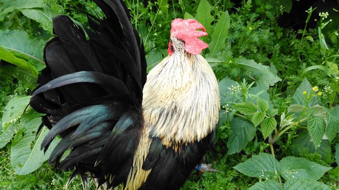 IMG_20160508_162925; CHABO japoneza
