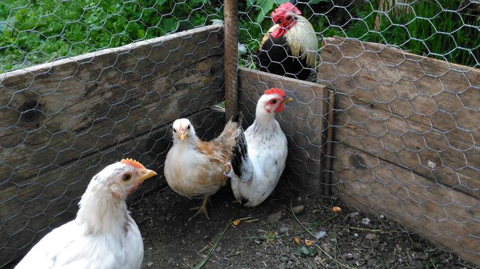 IMG_20160508_162656 - CHABO Japoneza