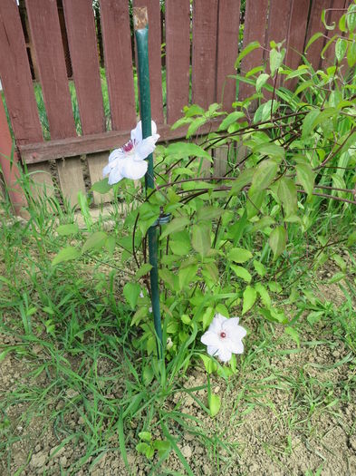 IMG_7462 - Clematite 2016