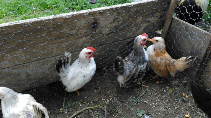 IMG_20160508_162649 - CHABO Japoneza