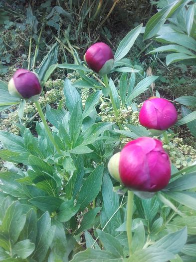 20160508_084527 - Florile mele